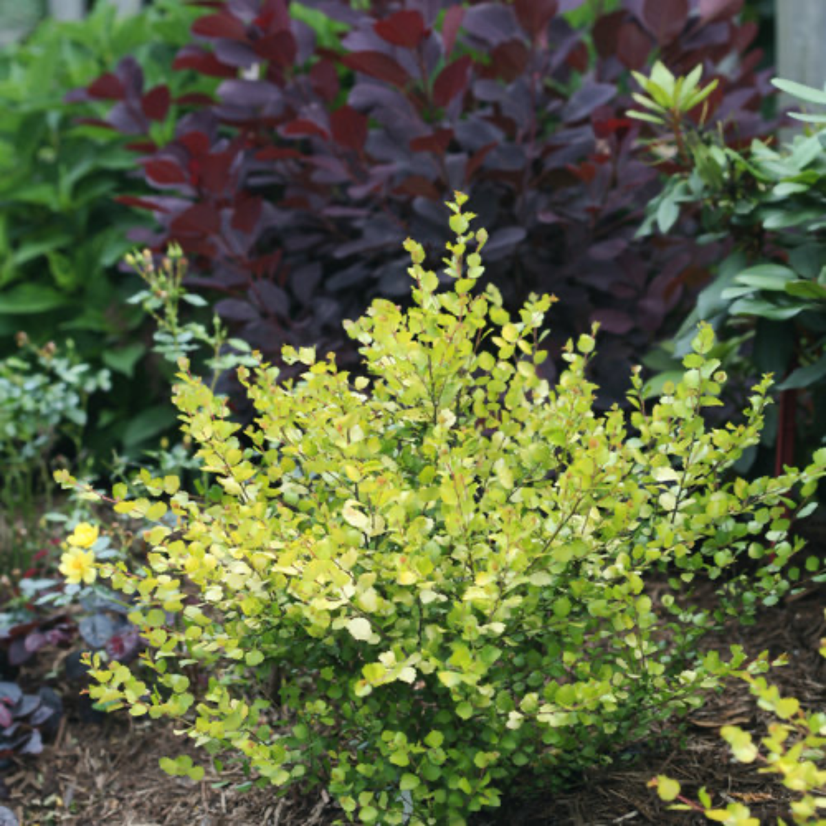 a stand alone pale green leafed pesky gold dwarf birch shrub in an outdoor garden setting