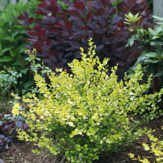 a stand alone pale green leafed pesky gold dwarf birch shrub in an outdoor garden setting