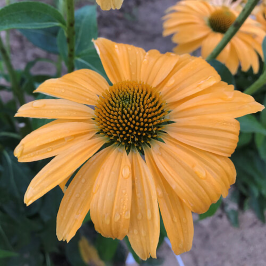 a close up of a pale yellow color coded one in a melon coneflower with pale yellow petals and a darker centre in an outdoor setting