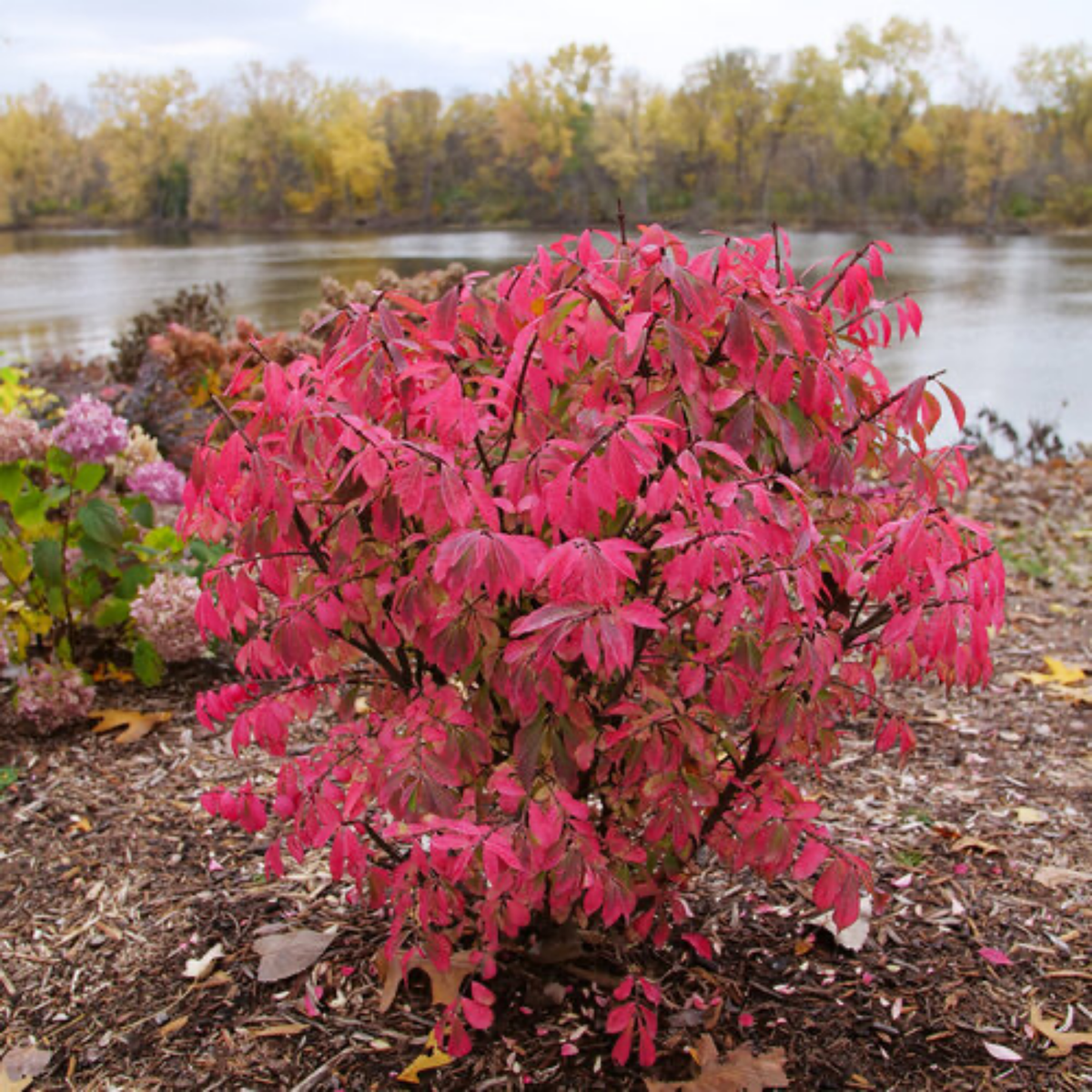 a stand alone fire ball seedless burning bush shrub with dark stems and bright red foliage in an outdoor setting