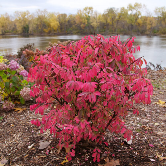 a stand alone fire ball seedless burning bush shrub with dark stems and bright red foliage in an outdoor setting