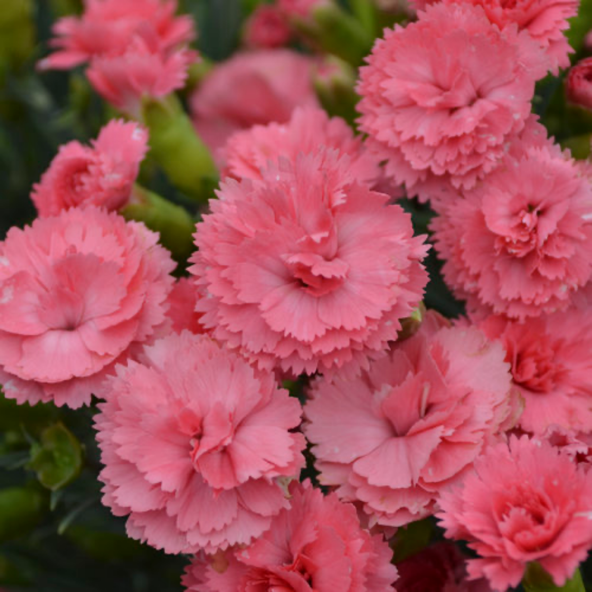 a close up of many pale pink fruit punch classic coral dianthus flowers in an outdoor setting