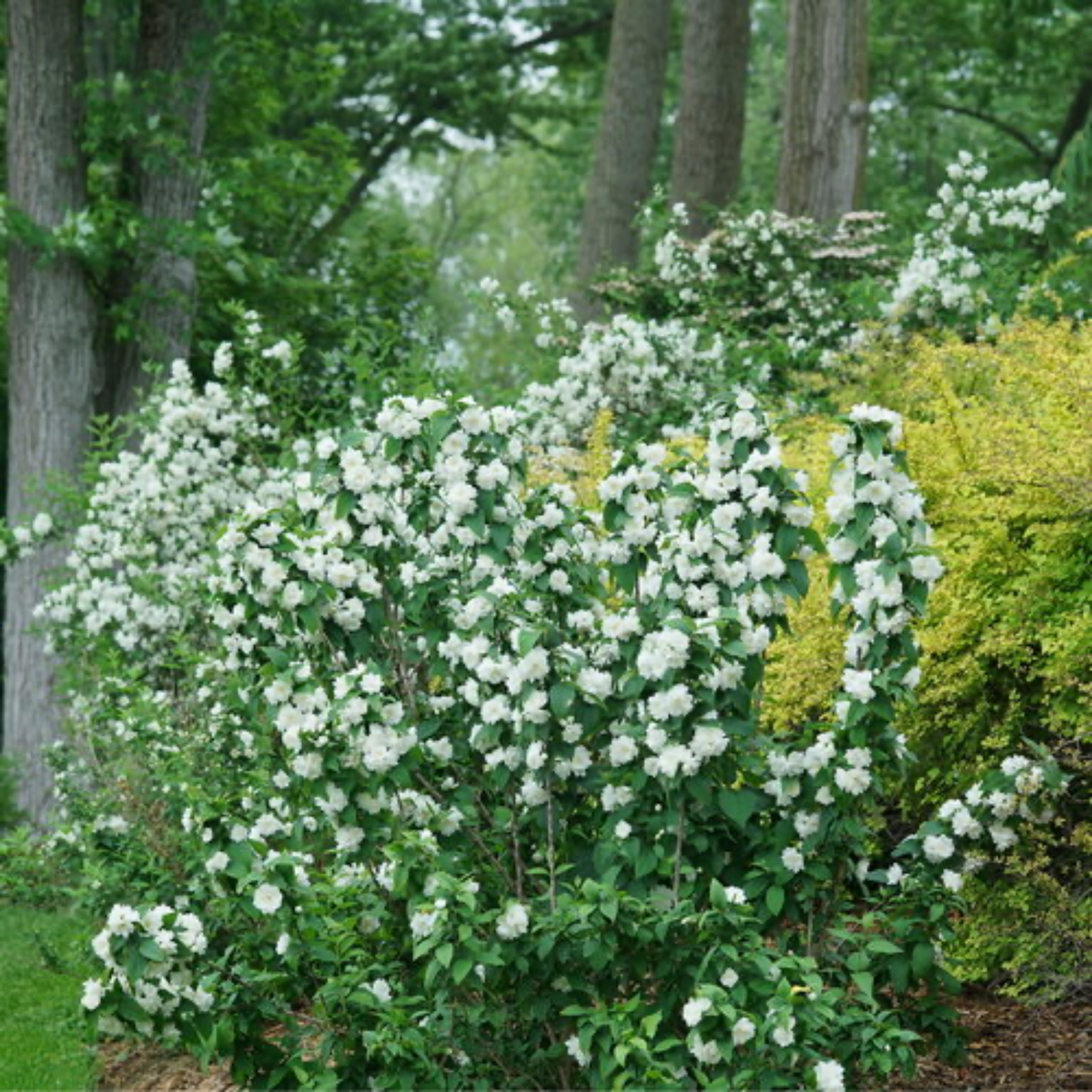 an illuminati spice mock orange plant with long dark green stem and leaves with white flowers surrounded by outdoor plants in an outdoor garden setting