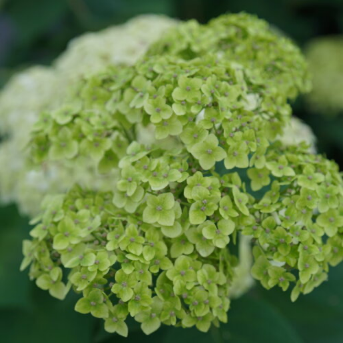 a close up of the light green flowers of an invincibelle sublime hydrangea with a soft blurred green background in an outdoor setting