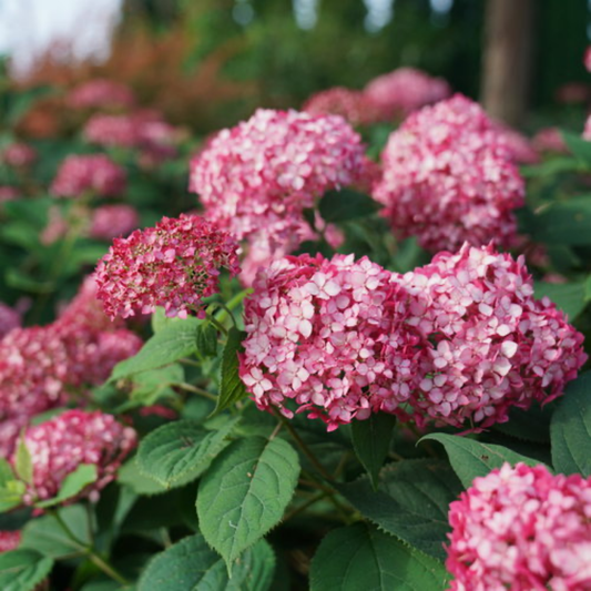 a close up of many bright pink invincibelle ruby hydrangeas with dark green leaves and a soft blurred background in an outdoor garden setting