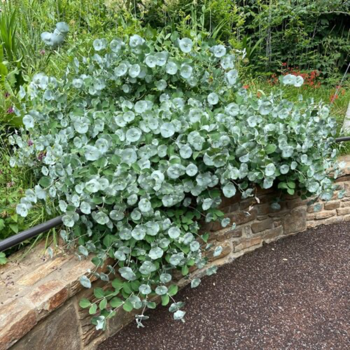 a kintzleys ghost honeysuckle plant with round pale green leaves vining over a stone wall in an outdoor setting