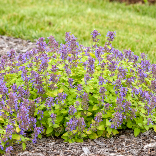 a close up of many lemon perfection catmint plants with pale yellowish green leaves and pale purple flowers in an outdoor garden setting