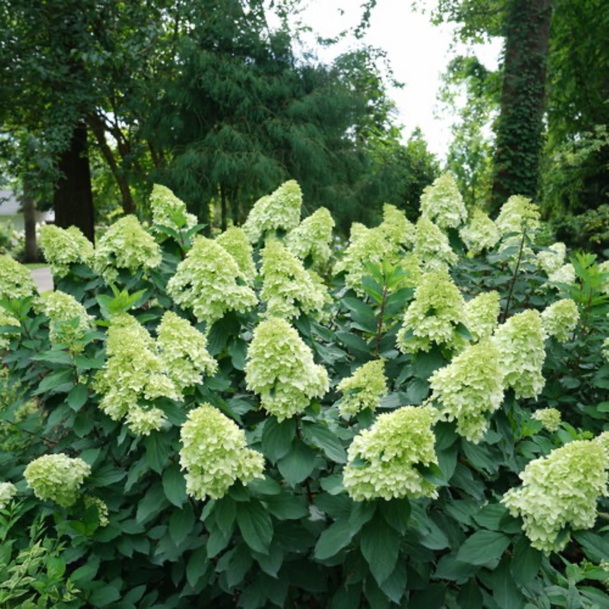 many pale green flowers of a lime light prime hydrangea plant with dark green leaves in an outdoor garden setting