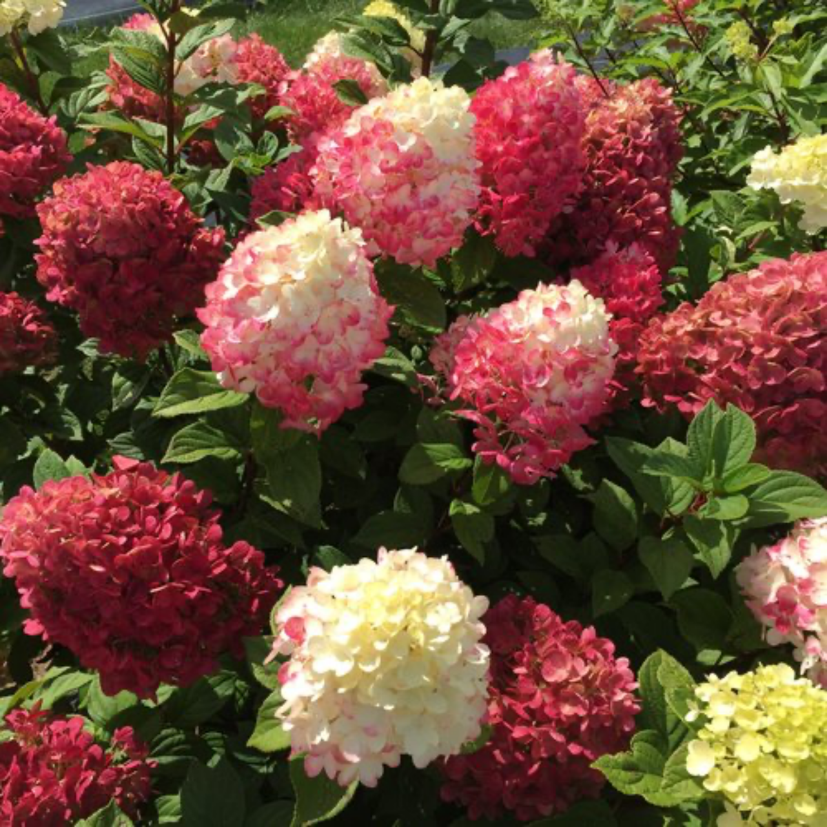 a close up of a little lime punch hydrangea plant with dark pink and white flowers and dark green leaves in an outdoor garden setting