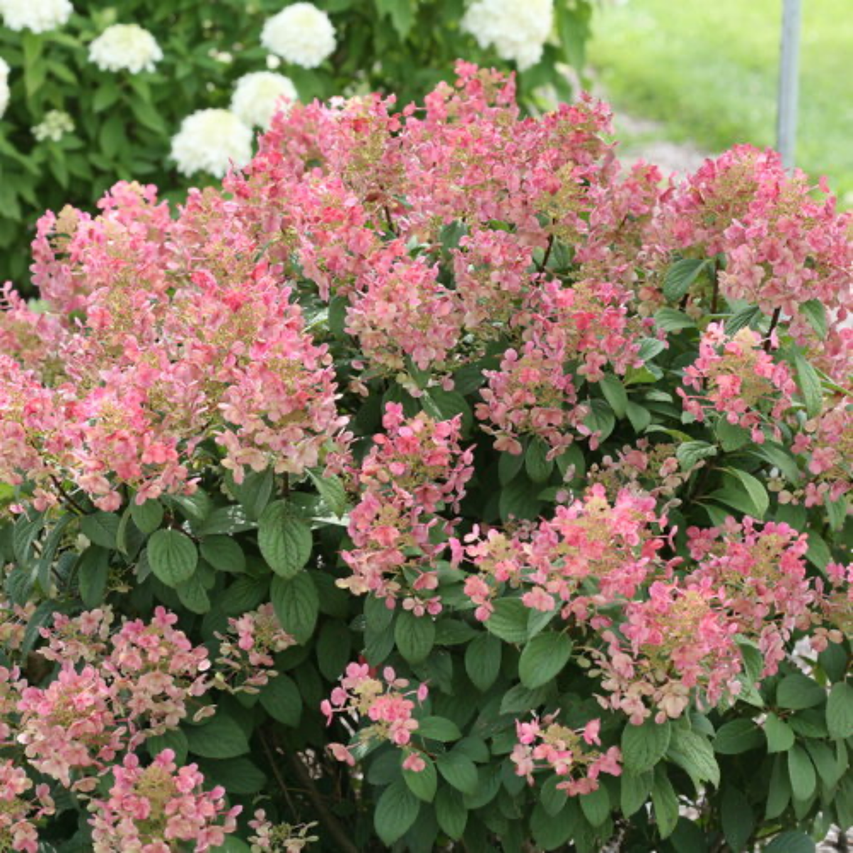 a close up of a little quick fir hydrangea shrub with pale pink flowers and dark green leaves in an outdoor garden setting