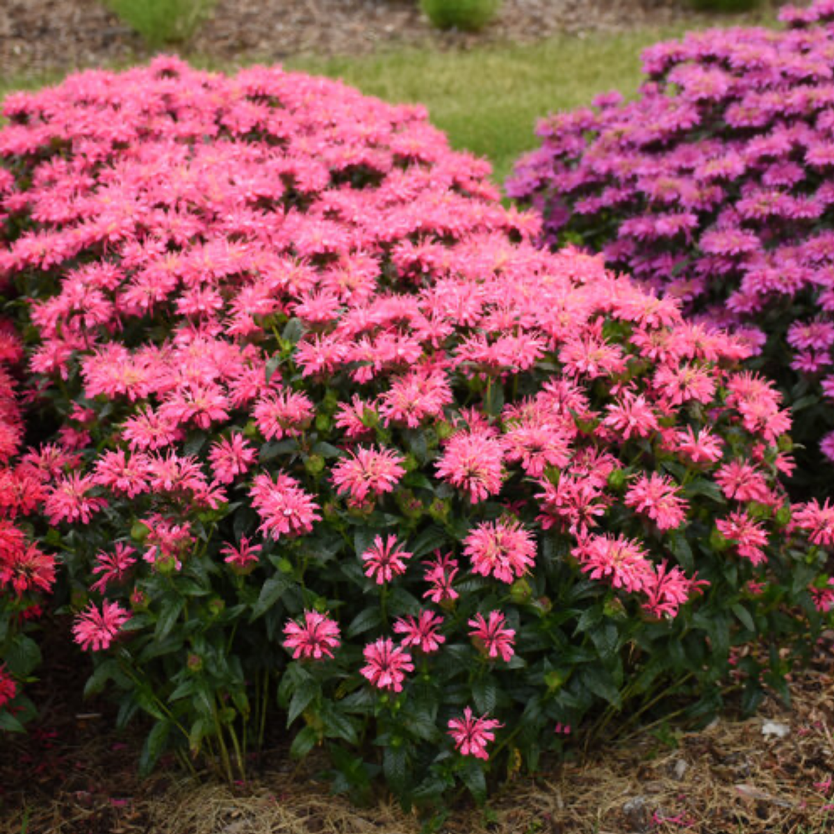 a close up of many bright pink flowers of a pink chenille bee balm plant with dark green foliage in an outdoor garden setting