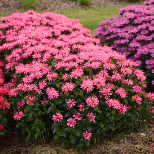 a close up of many bright pink flowers of a pink chenille bee balm plant with dark green foliage in an outdoor garden setting