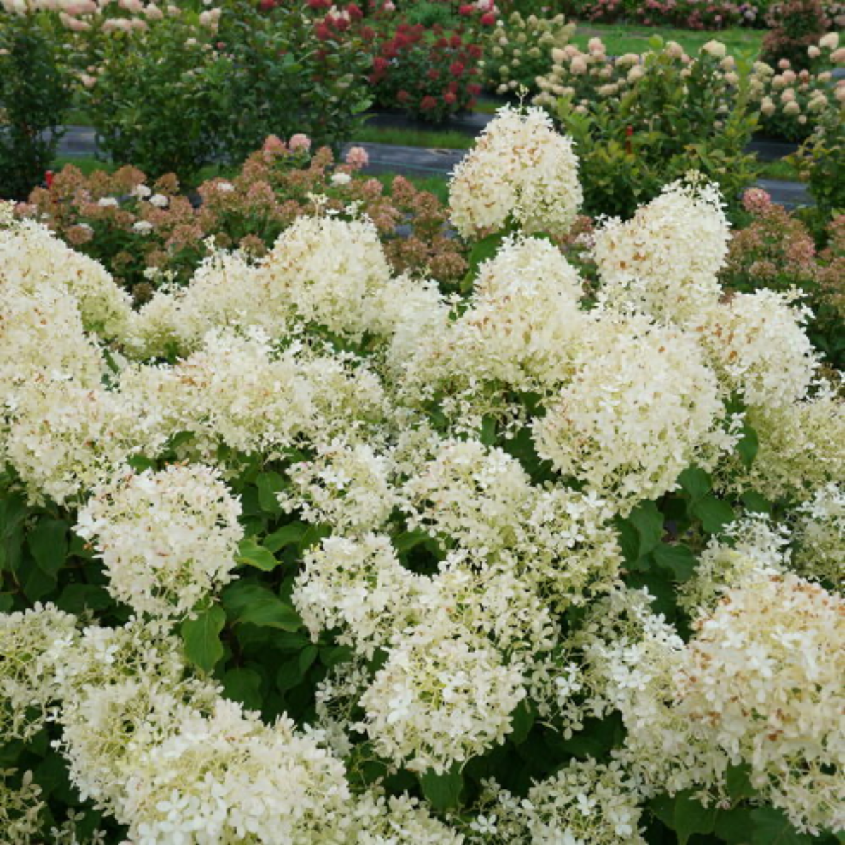 a close up of the bright white flowers of a puffer fish hydrangea plant with dark green leaves and many more hydrangeas in an outdoor garden setting