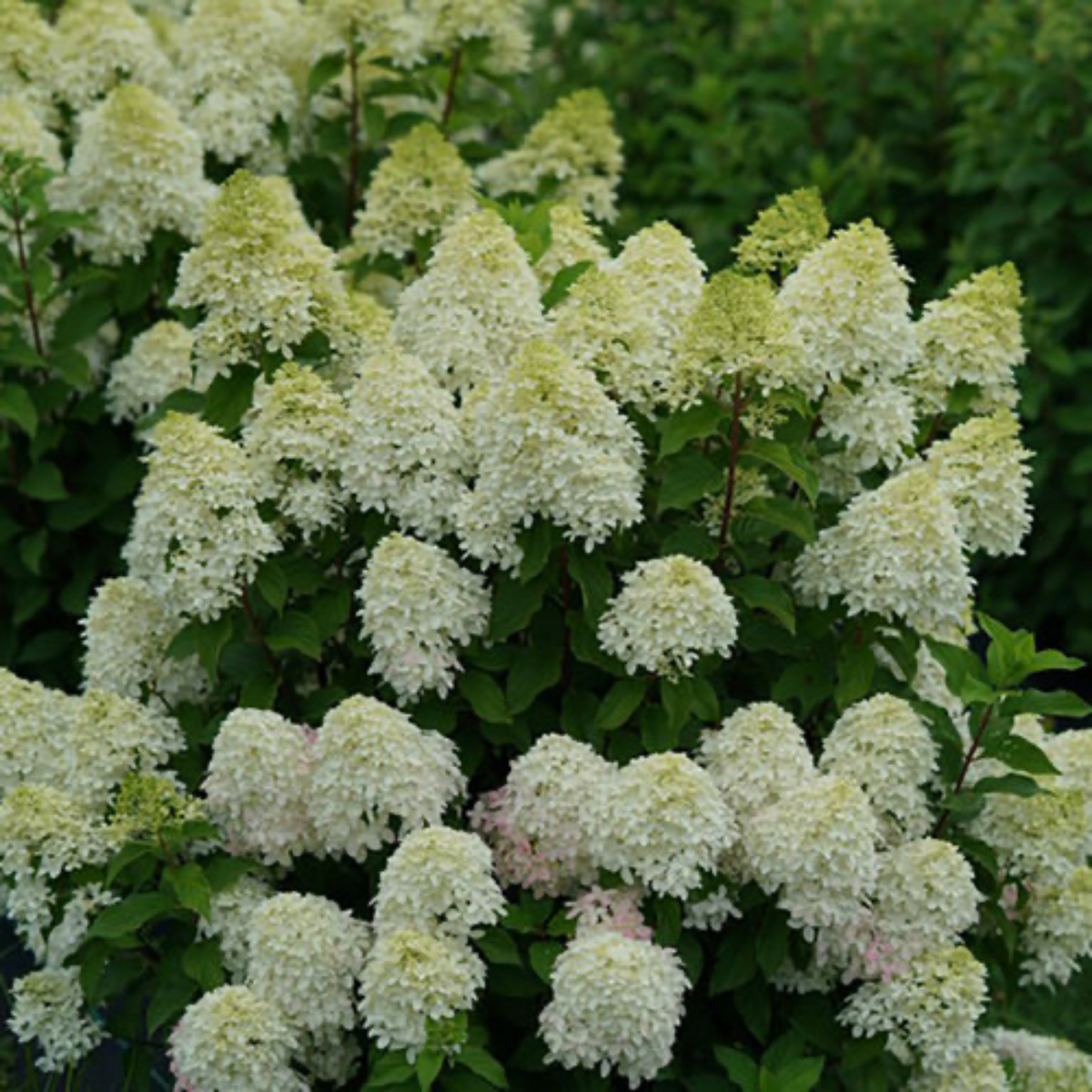 a close up of a quick fire fab hydrangea plant with long green stems dark green leaves and many bright white hydrangea flowers un an outdoor garden setting