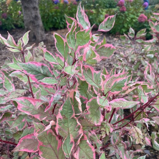 many pale green leaves with pink outline each edge of a Sgt pepper dogwood shrub with dark red stems in an outdoor setting