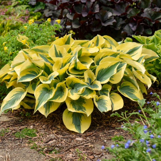 a shadowland autumn frost hosta with pale yellow leaves with green down the centre of each leaf surround by outdoor plants in an outdoor garden setting