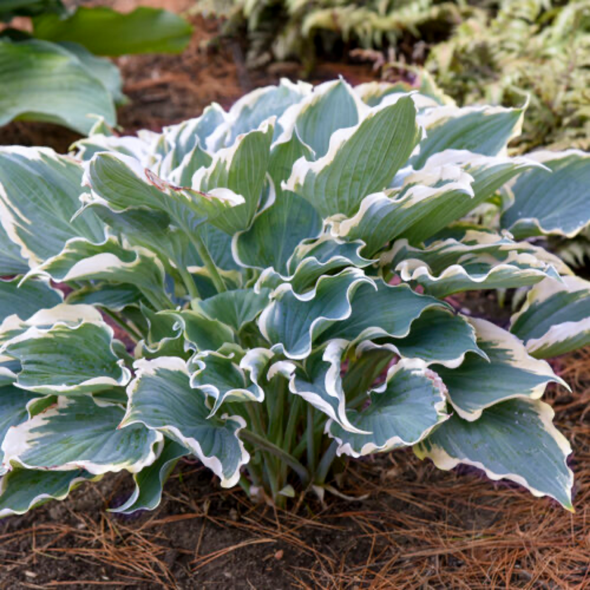 a shadowland hope springs hosta with pale green leaves with white edges growing in an outdoor garden setting