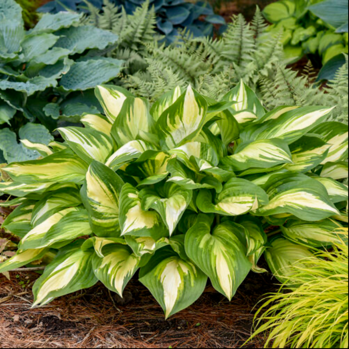 a green and white leafed shadowland miss America hosta plant surrounded by many other outdoor plants in an outdoor garden setting