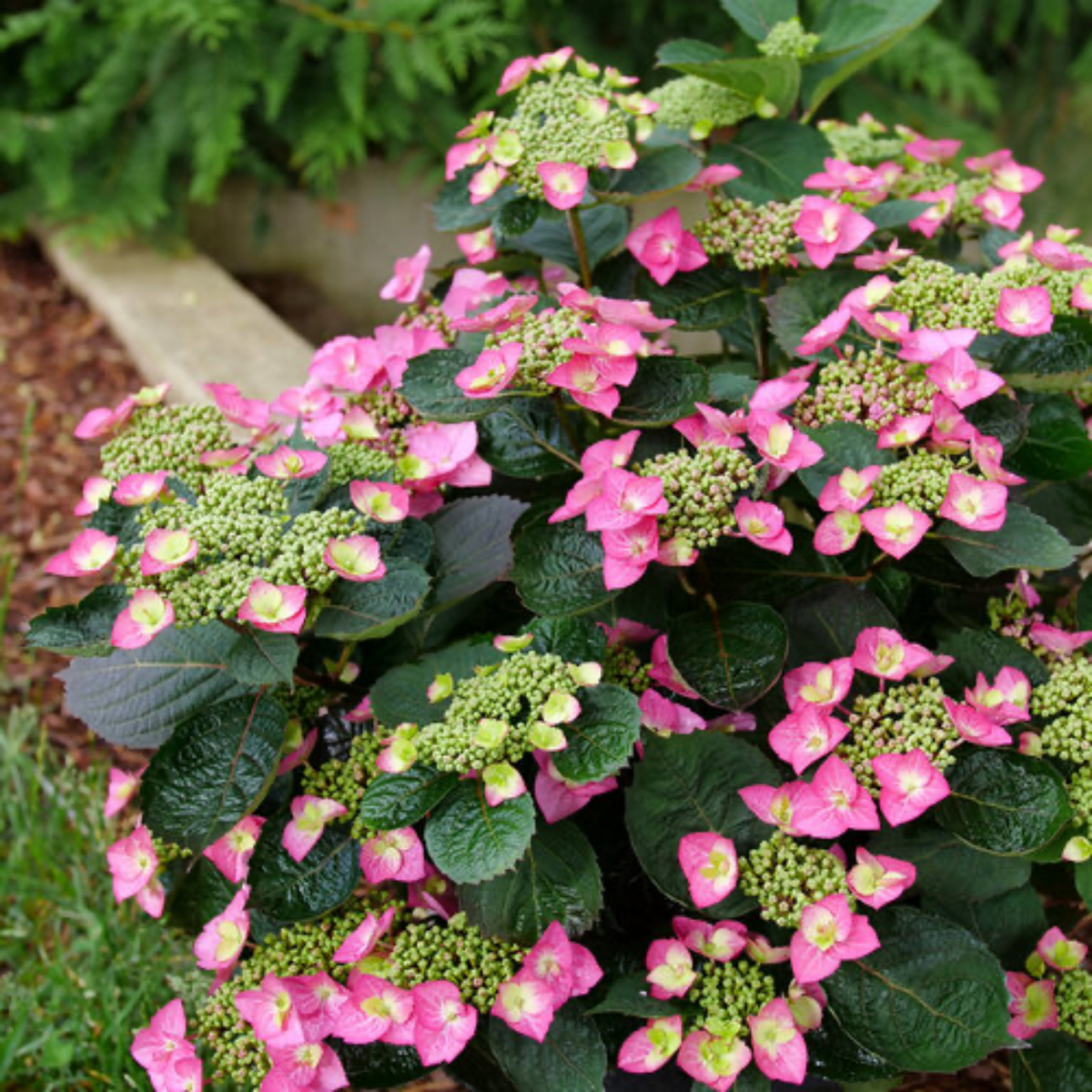 a tuff stuff top fun mountain hydrangea shrub with dark green leaves and bright pink small flowers in an outdoor garden setting