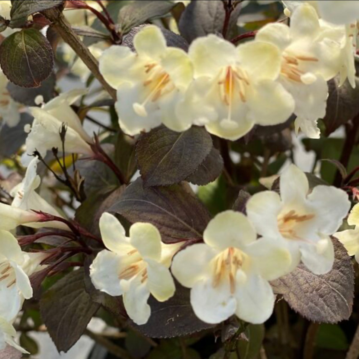 a close up of many with flowers of a wine and spirits weigela plant with dark leaves in an outdoor setting