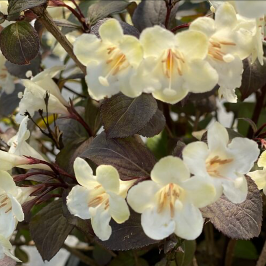a close up of many with flowers of a wine and spirits weigela plant with dark leaves in an outdoor setting