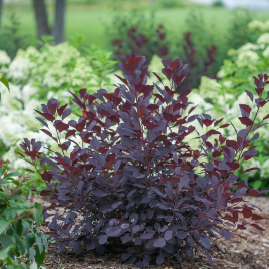 a stand alone dark red Minecraft black smoke bush in an outdoor garden setting