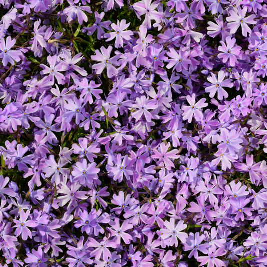 many pale purple beauty moss phlox flowers acting as a ground cover in an outdoor garden settu=ing