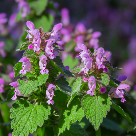 Close-up of pink purple dragon dead nettle flowers with green leaves in a garden setting, with a soft blurred background of similar flowers.