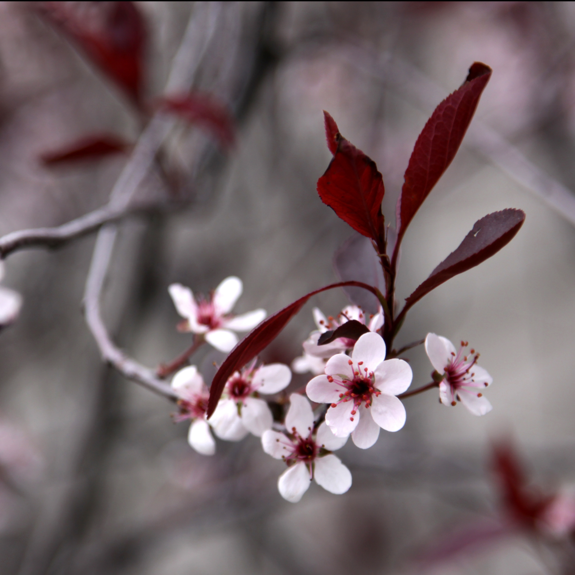 a close up of the bright red leaves and the pale pink flowers of the purple leaf sand cherry plant