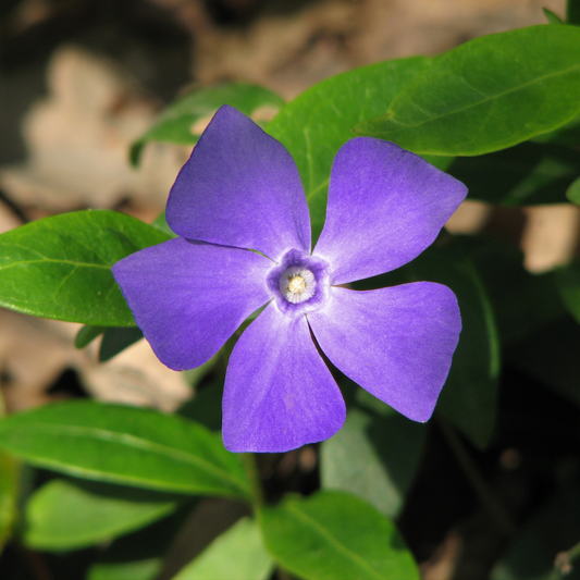 a purple periwinkle flower with a paler centre surround by green leaves in an outdoor garden setting