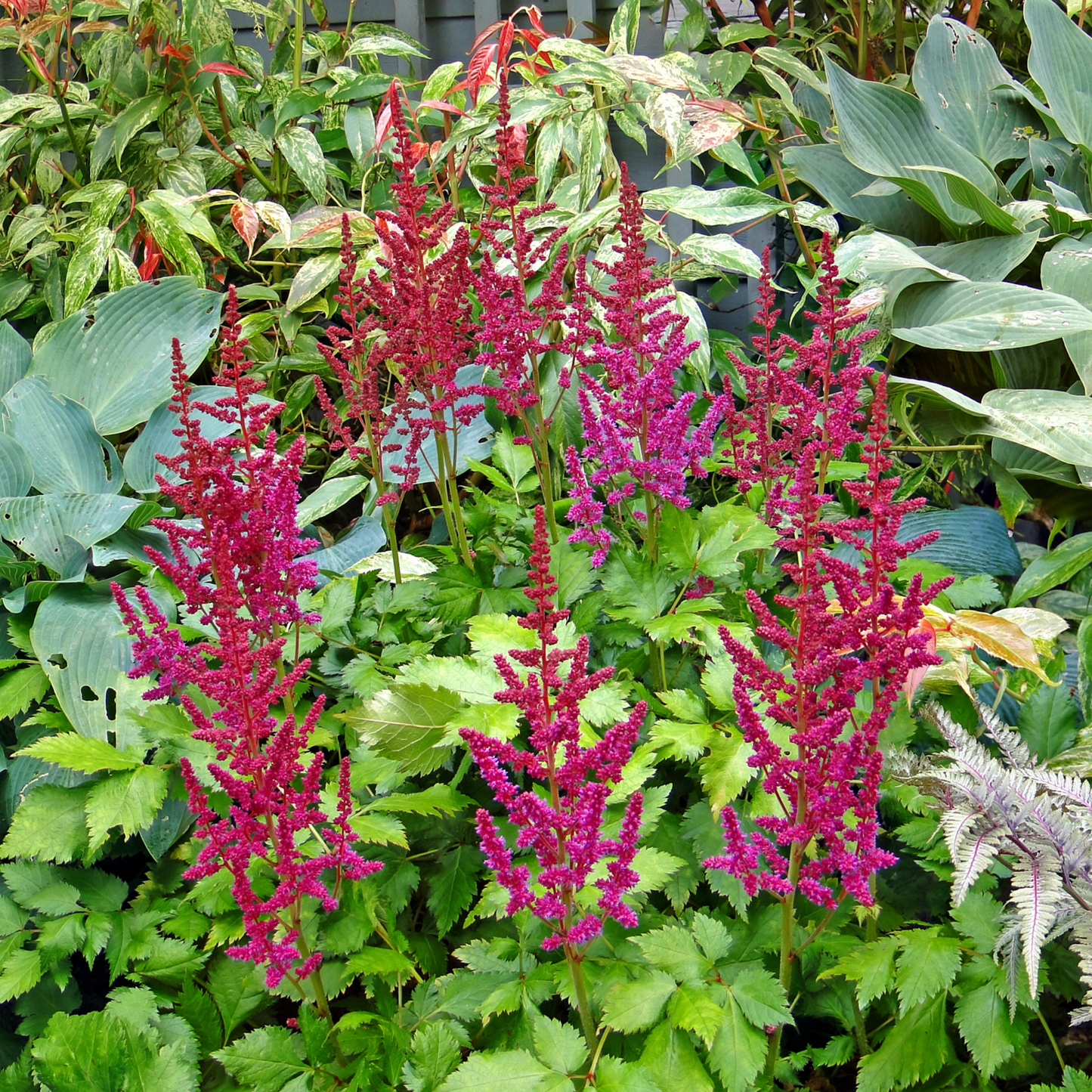 many stems of bright pink purple rain astilbe flowers growing on long stocks surrounded by greenery and other outdoor leafy plants inn outdoor garden setting