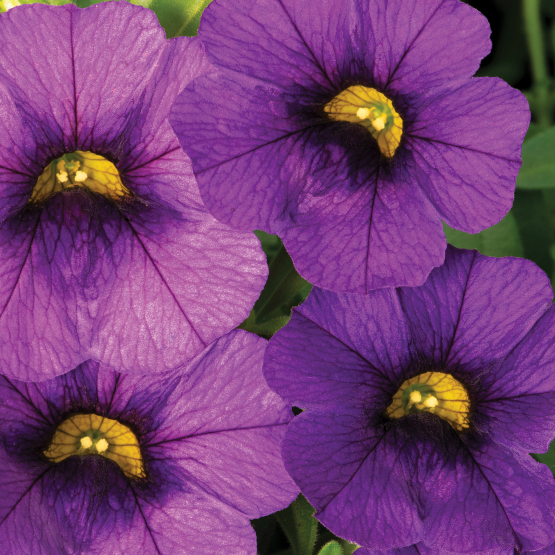a close up of four bright purple star calibrachoa flowers with yellow centres in an outdoor setting