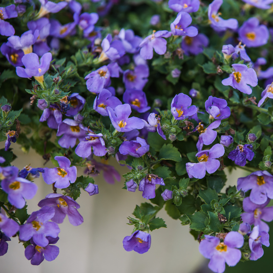 a close up of many purple and white bacopa with yellow cents and green eaves with a plain background