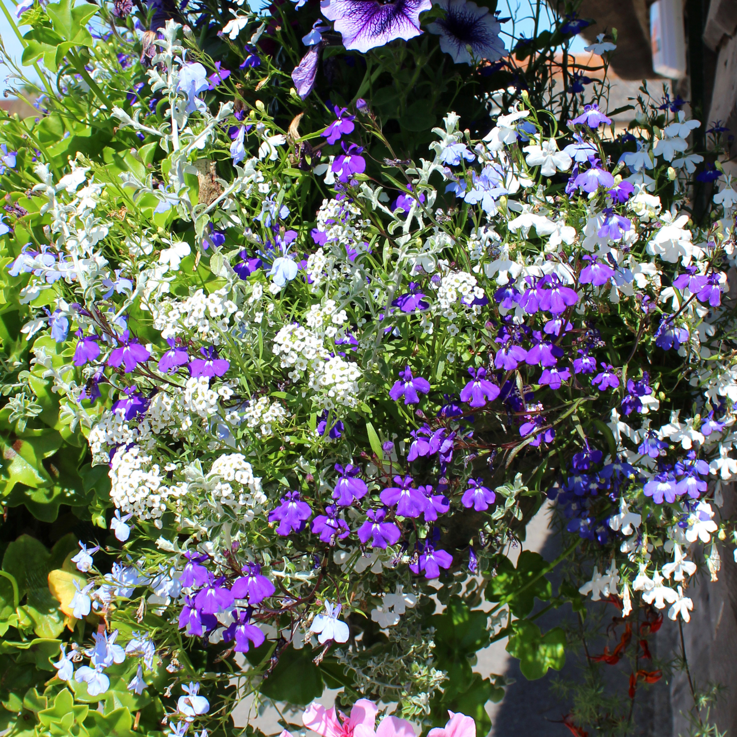 purple and white lobelia flowers surrounded by green leaves in an outdoor setting