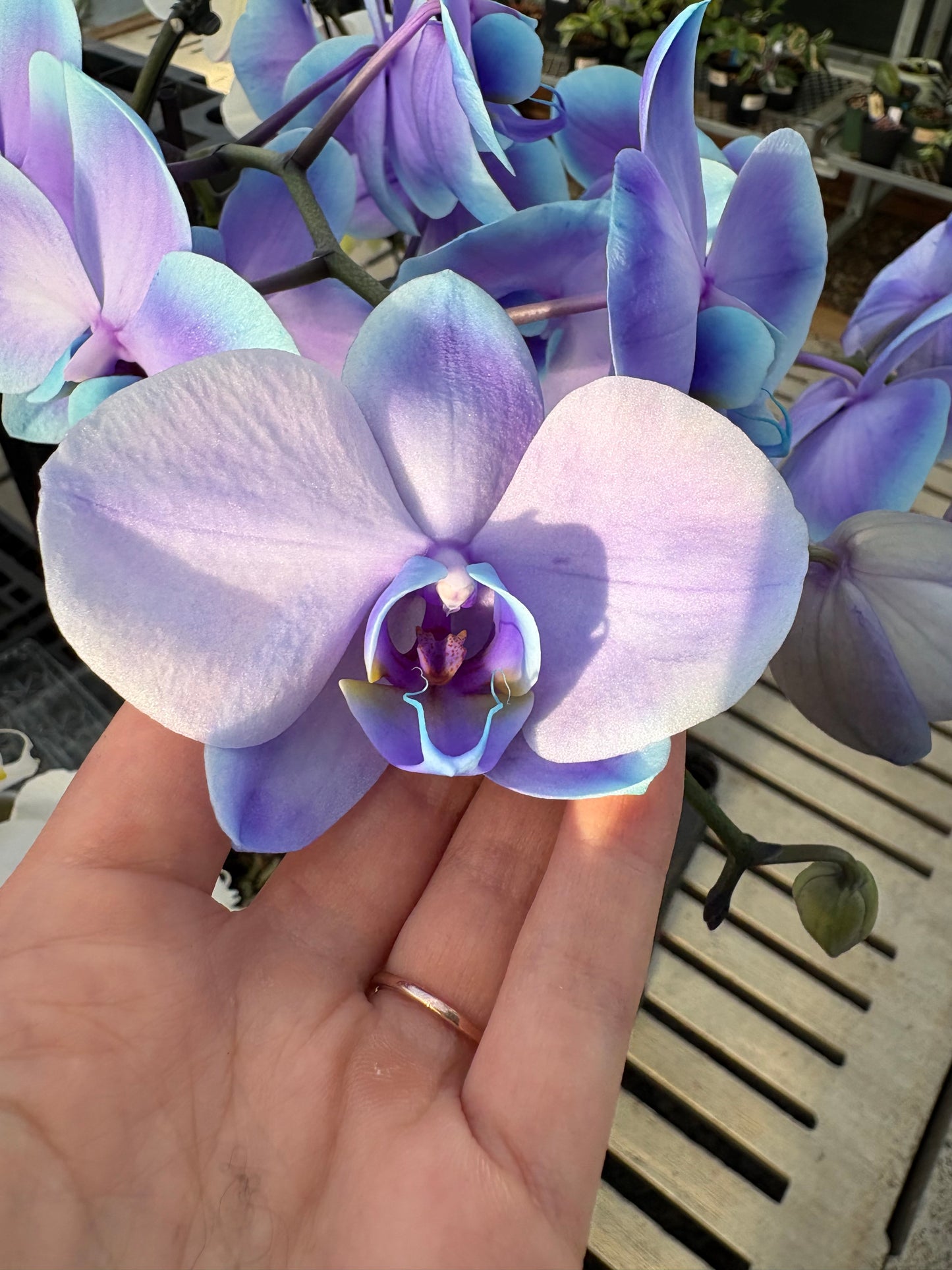 Hand holding a purple and blue orchid flower with blurred background