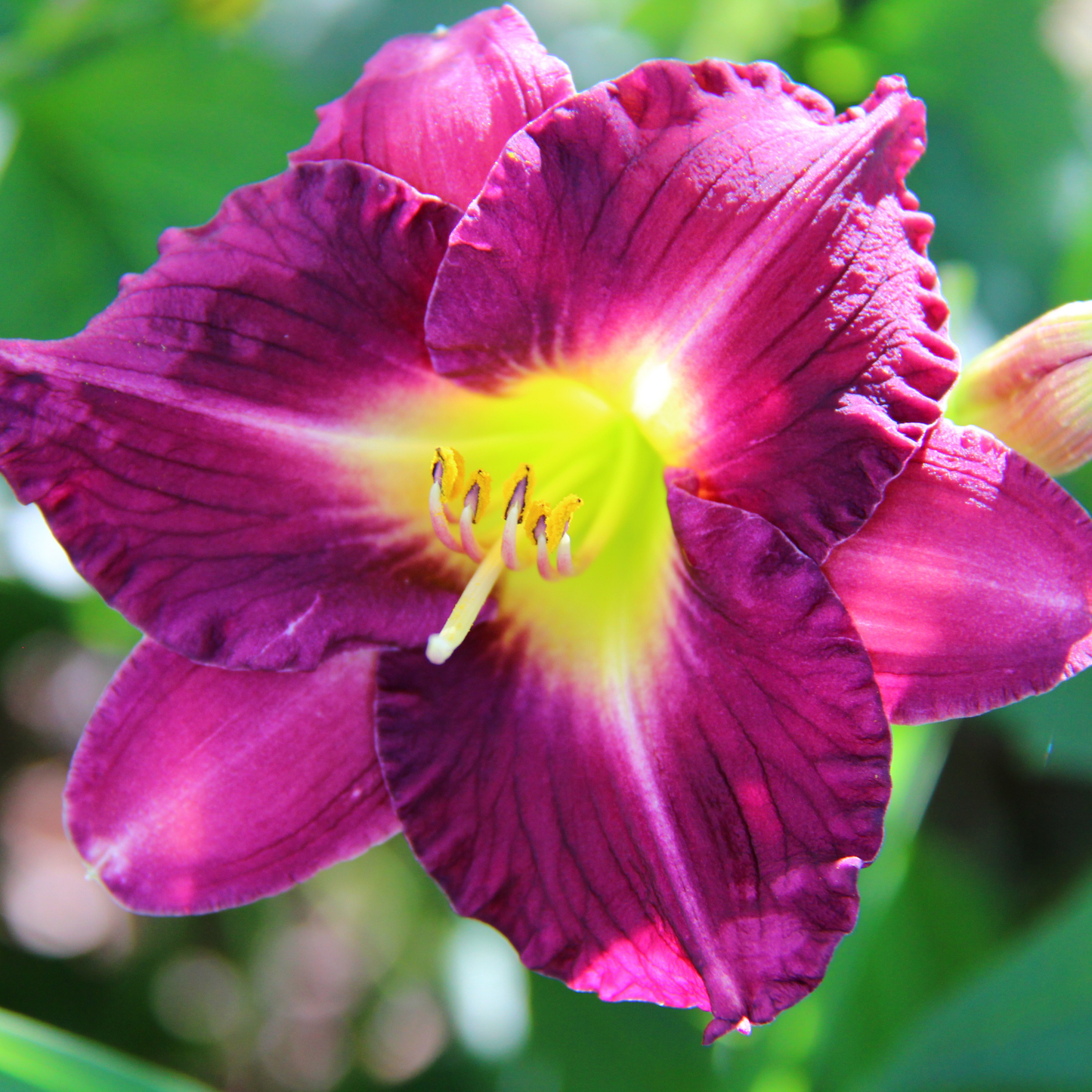 a close up of a bright purple door daylily with a yellow centre and a green blurred background in an outdoor setting