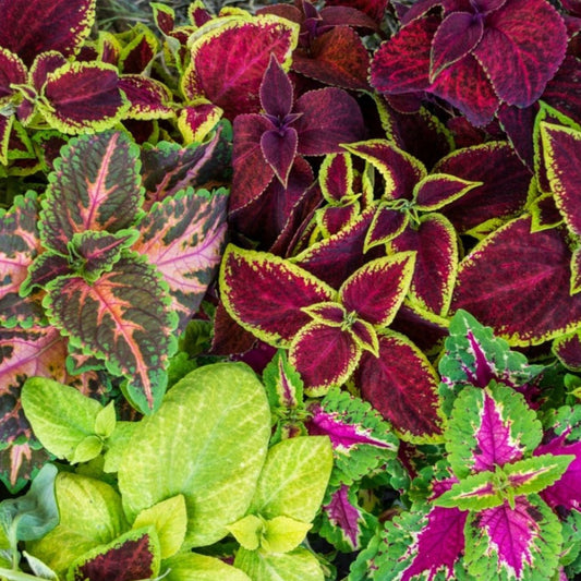 ASSORTIMENT ANNUEL DE 4 COLÉUS