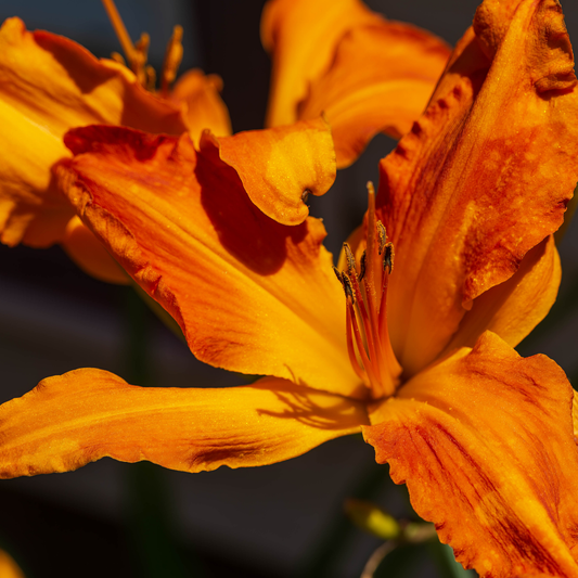 A close-up photograph of a vibrant orange and yellow rainbow rhythm primal scream daylily flower with ruffled petals and prominent stamens, set against a dark blurred background.
