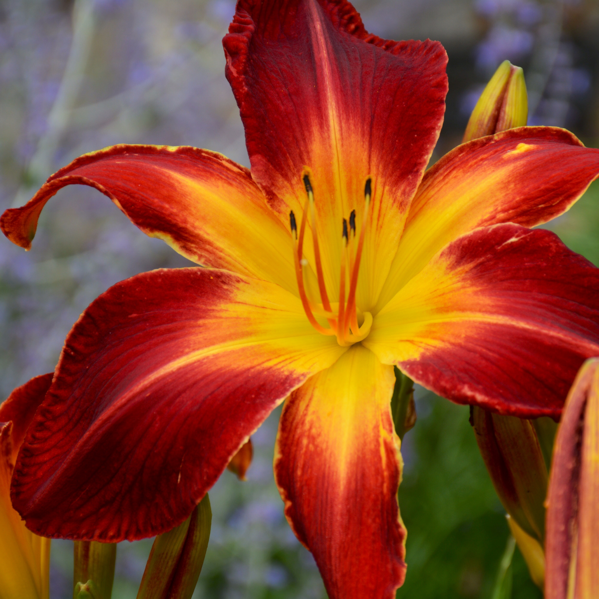A close-up of a rainbow rhythm ruby spider daylily flower with deep red petals that fade into bright yellow at the center, photographed outdoors with a softly blurred garden background.