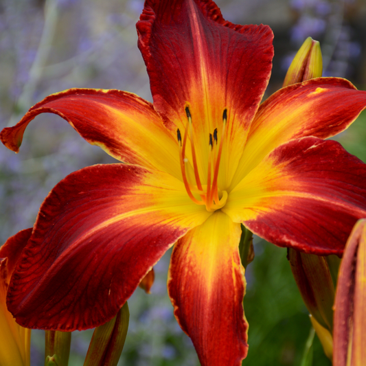 A close-up of a rainbow rhythm ruby spider daylily flower with deep red petals that fade into bright yellow at the center, photographed outdoors with a softly blurred garden background.