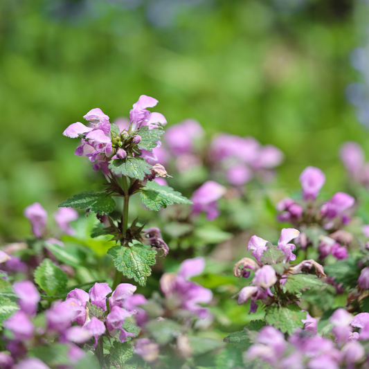 a close up of the pink flowers and green leaves of a red Nancy dead nettle plant with a blurred background