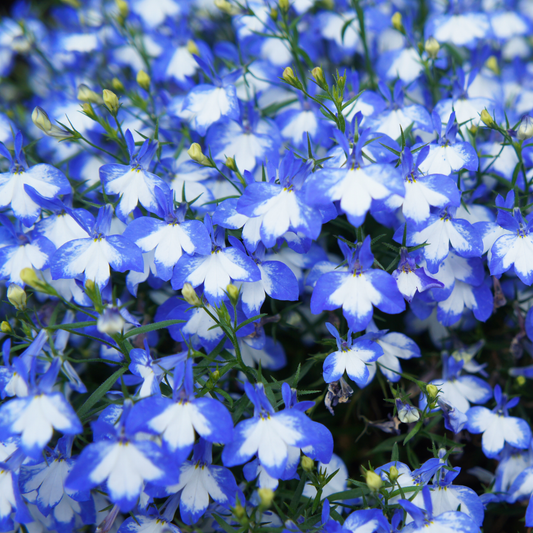 a large cluster of regatta sky blue lobelia flowers with light blue edges and white centres in an outdoor garden setting