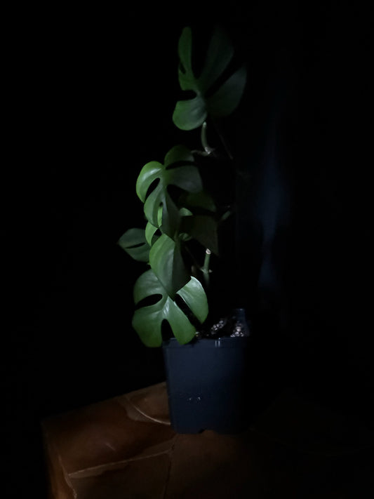 Potted Rhaphidophora Tetrasperma plant in a dark setting