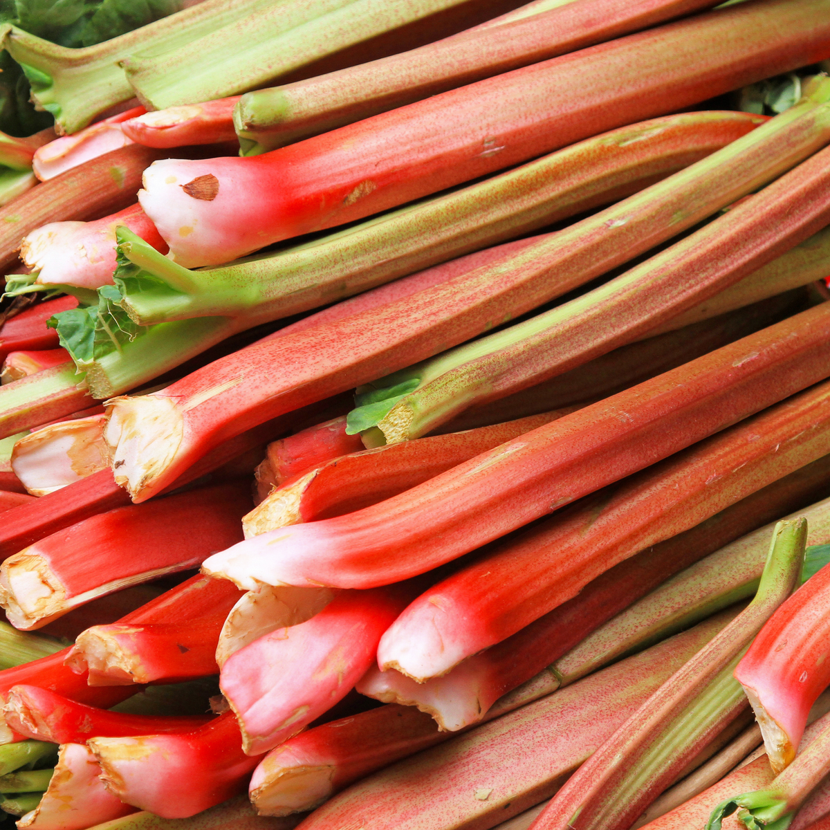 many stocks of red and green rhubarb all in a pile