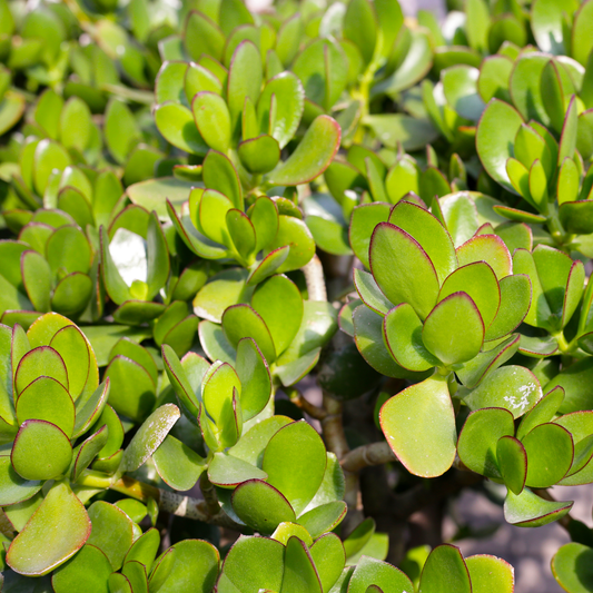a close up of many vibrant green ripple jade succulent plants with red edged leaves in an outdoor garden setting