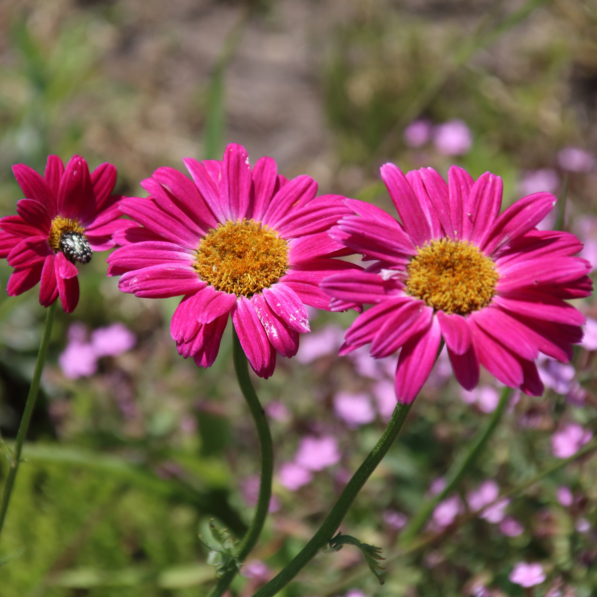 Three bright pink Robinsons mix painted daisy flowers with yellow-orange centers in a natural outdoor setting with green stems and blurred pink flowers in the background.