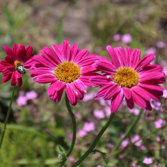 Three bright pink Robinsons mix painted daisy flowers with yellow-orange centers in a natural outdoor setting with green stems and blurred pink flowers in the background.