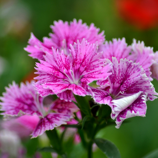 a close up of bright pink rock on violet dianthus flowers with darker patterns leading towards the white centres of the flowers with a blurred green background