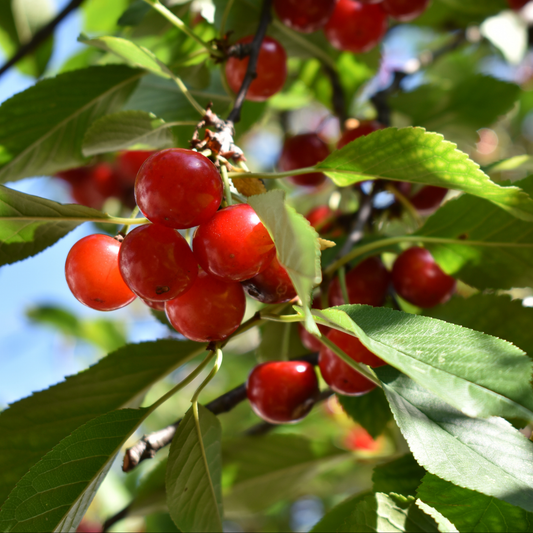 a close up of romance series bright red cherries growing on a tree