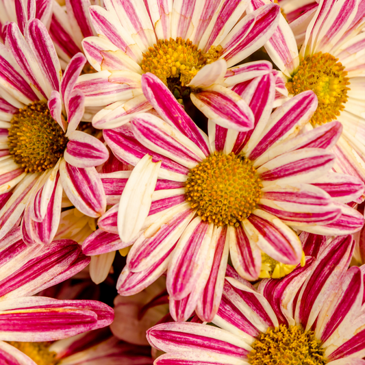 a close up of many red and white striped rose stripe Tanzania flowers with large yellow centres